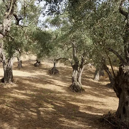 Apolovesea * Megali Ammos (Skiathos)